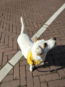 Tinus de Doortrapper, mascotte van Doortrappen Amstelveen